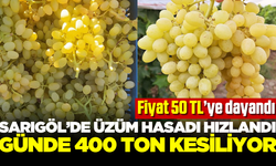 Sarıgöl'de üzüm hasadı hızlandı: Günde 400 ton kesiliyor