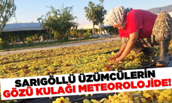 Sarıgöllü üzüm üreticileri meteorolojiye göre önlemini alıyor!