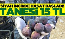 Siyah incirde hasat başladı! Tanesi 15 TL