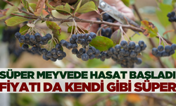 Süper meyvede hasat başladı