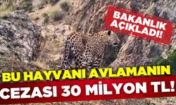 Türkiye'de bu hayvanı avlamanın 30 milyon TL cezası var