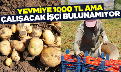 Yevmiye bin liradan fazla ama işçi bulunamıyor