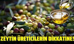 Zeytin üreticilerine erken hasat uyarısı!