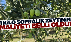 1 Kilogram zeytinin maliyeti 2024 yılında ne kadar?