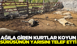 Ağıla giren kurtlar sürünün yarısını telef etti!