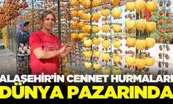 Alaşehir'de yetişen cennet hurmaları dünyaya şifa dağıtıyor