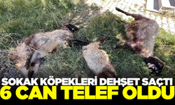 Başıboş sokak köpekleri koyunları telef etti