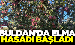 Buldan'da elma hasadı başladı