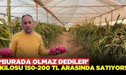 Boş araziyi altına çevirdi: Oto tamircisi 1 ton ejder meyvesi üretti