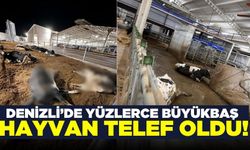 Denizli'de besihanedeki 100’den fazla büyükbaş hayvan telef oldu