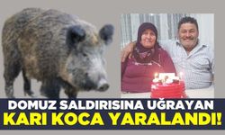 Domuz saldırısına uğrayan çift yaralandı!