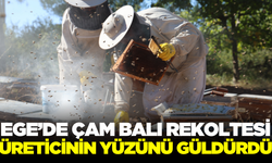 Ege'de çam balı rekoltesi yüz güldürdü