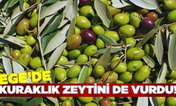 Ege'de kuraklık, zeytin fiyatlarını olumsuz etkiledi!