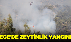 Ege'de zeytinlik yangını