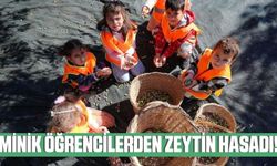 İzmir'de minik öğrenciler zeytin hasadı yaptı!