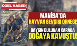 Kırkağaç'ta baygın bulunan karaca doğaya salındı