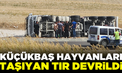 Küçükbaş hayvan yüklü tır devrildi! Kuzular telef oldu