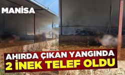 Manisa'da ahır yangını: 2 inek telef oldu!