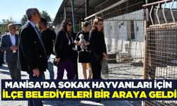 Manisa'da sokak hayvanları için birlikte hareket ediliyor