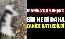 Manisa'da Vahşet! Kediye İşkence Yapıldı!