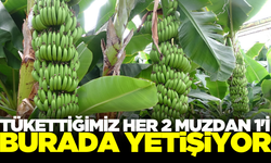 Muzda hasat başladı!