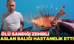 Ölü sandığı balığı eliyle dokundu, hastanelik oldu