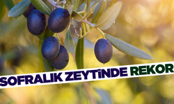 Türkiye sofralık zeytin ihracatında 210 milyon dolara ulaştı