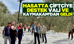 Vali ve Kaymakam Zeytin Hasadına Katıldı