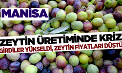 Zeytin Üretiminde Kriz: Girdiler Yükseldi, Zeytin Fiyatları Düştü