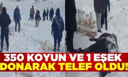 Karaman'da tipiye yakalanan 350 koyun ve bir eşek donarak telef oldu!