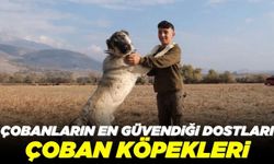 Köpeksiz çoban, çobansız da köpek olmaz dediler