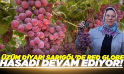 Sarıgöl'de Red Globe hasadı devam ediyor! 60 65 liradan alıcısını buluyor