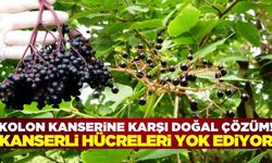 Kolon kanseri tarihe mi karışıyor? Kara mürver mucizesi