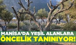 Manisa Büyükşehir Belediyesi, Spilkent projesi kapsamında zeytin ağaçlarını taşıdı