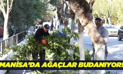 Manisa'da cadde ve sokaklarda ağaç budama çalışmaları başladı