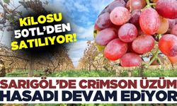 Sarıgöl'de crimson üzümün fiyatı üreticinin yüzünü güldürdü