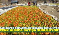 Sarıgöl'de erken toplanan domatesler naylon altında olgunlaşıyor!