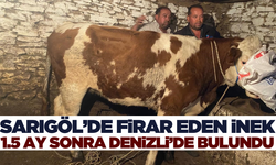 Sarıgöl'de firar eden inek 42 gün sonra bulundu