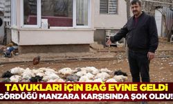 Kırıkkale'de sokak köpeklerinin saldırması sonucu 46 tavuk telef oldu! O anlar kamerada