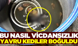 Yavru kediler su dolu varilde ölü bulundu