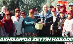 Akhisar'da zeytin hasat etkinliği düzenlendi!