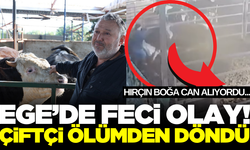 Egeli adam hırçın boğanın saldırısından son anda kurtuldu