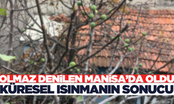 Manisa'da İklim Değişikliğinin Sonucu! Kış Ortasında Meyve Verdi