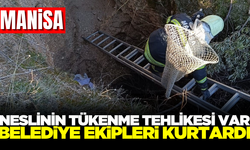 Manisa'da nesli tükenmekte olan kirpileri belediye ekipleri kurtardı