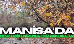 Manisa Mesir Tabiat Parkı'nda kartpostallık sonbahar manzarası!