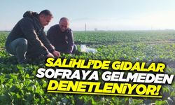 Salihli'de ürünler tarlada denetleniyor!