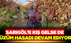 Sarıgöl'de yapraklar sararsa da üzüm hasadı devam ediyor