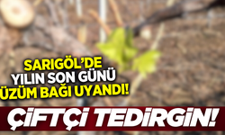 Sarıgöl'de bağcıları tedirgin eden görüntü!