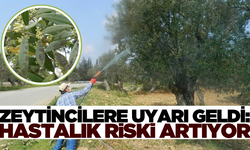 Yağışlar zeytinde hastalık riskini artırıyor