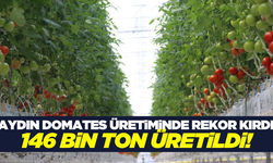 Domates üssü olması hedeflenen Aydın'da 146 bin ton domates üretildi